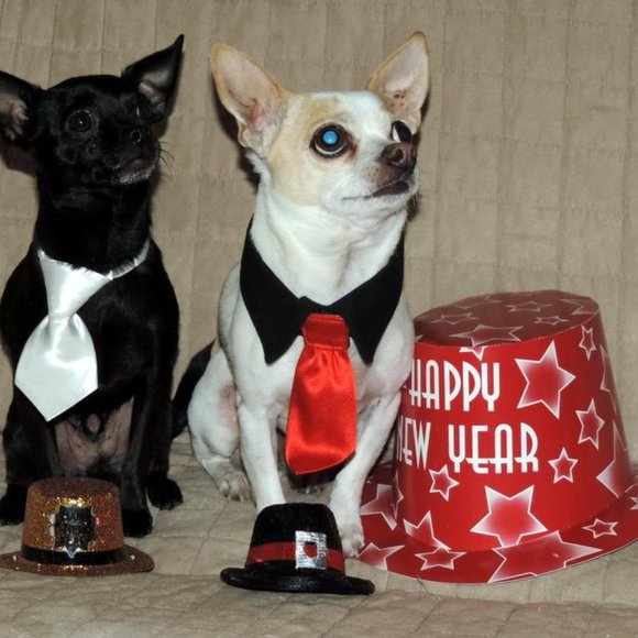 Meet your Posher, Kj - Picture 9 of 14